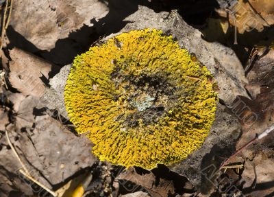Round lichen