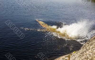Breaking the lake surface
