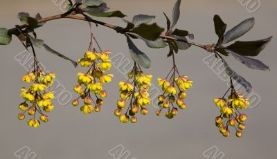 Branch of a barberry