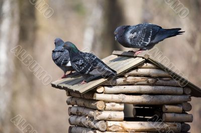Three pigeons
