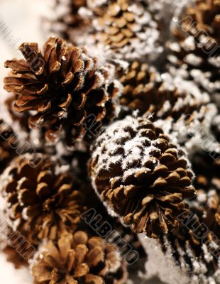 Pine cones