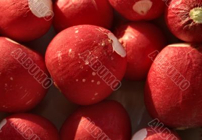 radish close-up