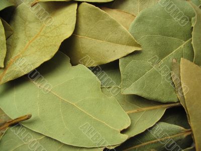 bay leaves close-up