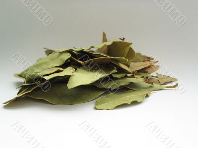 bay leaves pile