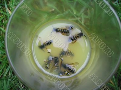 wasps