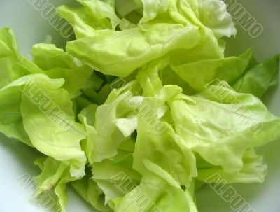 lettuce