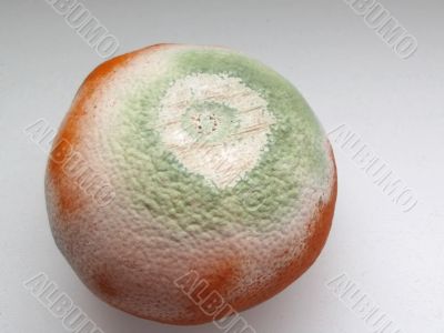 moldy mandarin