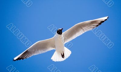 Seagull
