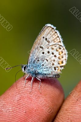 The butterfly on a finger
