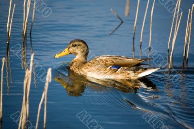 Duck in blue water