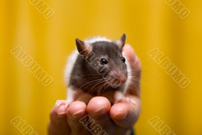 Young rat