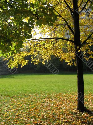 A tree in autumn park