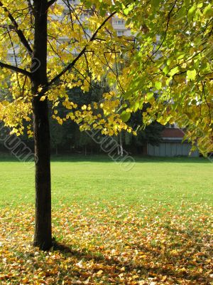 A tree in autumn park