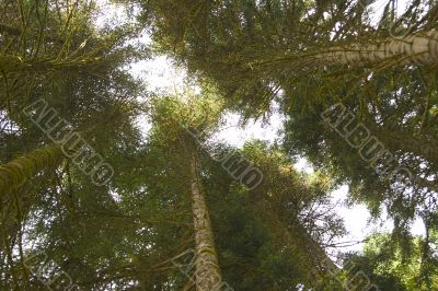 crowns of high trees