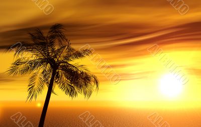 single palm single palm