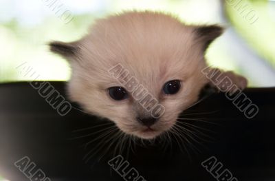 Newborn kitten looking from the top