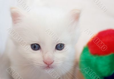 Pensive white kitten with blue eyes - closeup