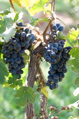 Ripe Wine Grapes