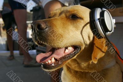 dog in headphones