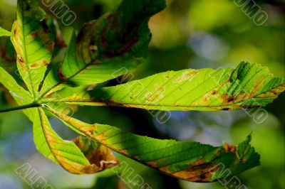 Autumn Leaf