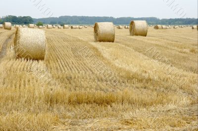 Agriculture Agriculture