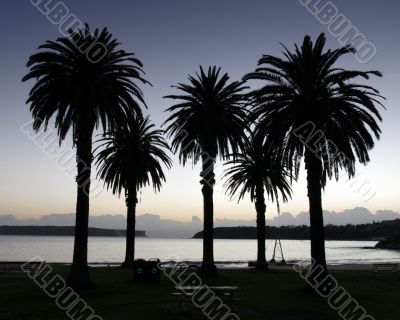 Palm Trees Palm Trees