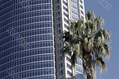 Palm Tree And Office Building