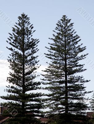 Two Pine Trees
