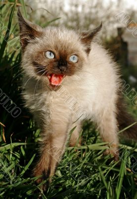 siamese kitten siamese kitten