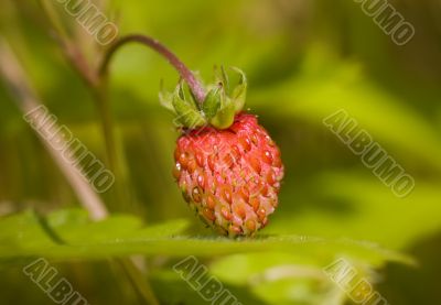Wild strawberry close up
