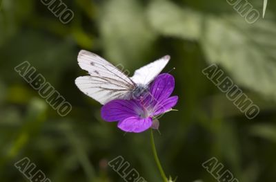 Cabbage white butterfly