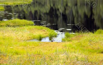 Coast of lake in bog