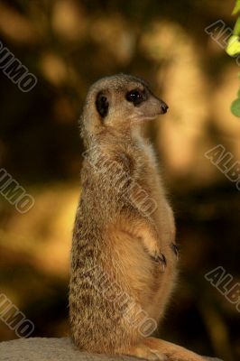 Meerkat