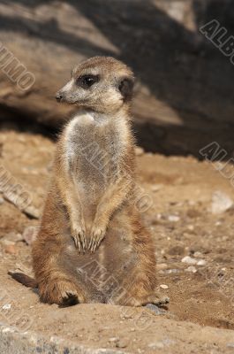 Meerkat