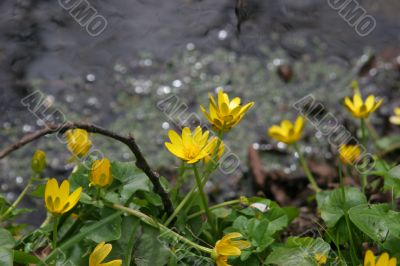 spring flowers spring flowers