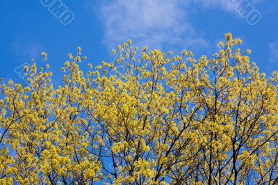 Spring maple
