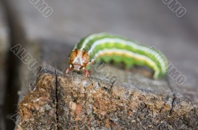 Green caterpillar