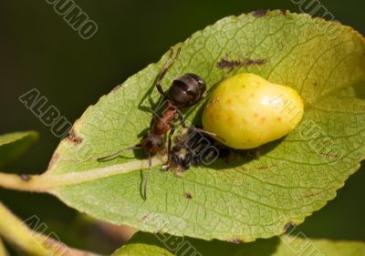 Ant on a leaf