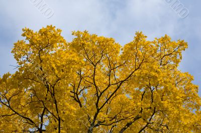 Yellow foliage