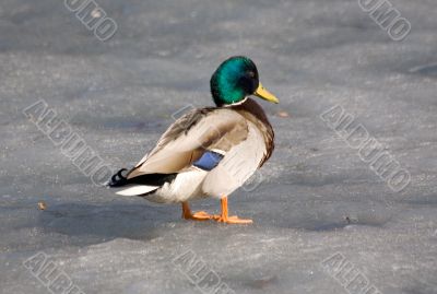 Duck on spring ice