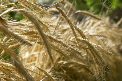 close up of wheat spikes