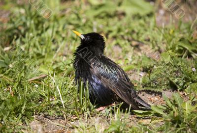 Young starling in grass