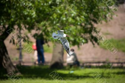 Flight of the seagull in park