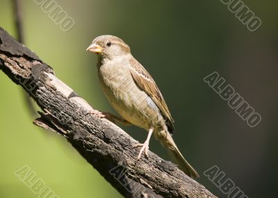 Sparrow on a green background