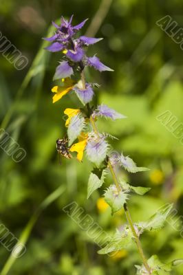 Melampyrum nemorosum