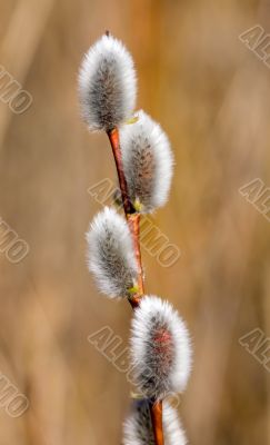 Pussy-willow