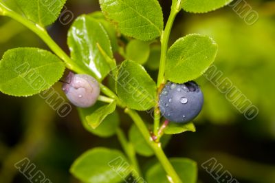 Bilberry close up