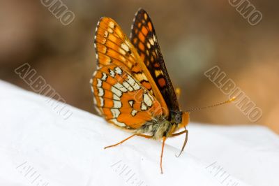 The orange butterfly