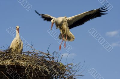 white stork white stork