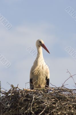 white stork